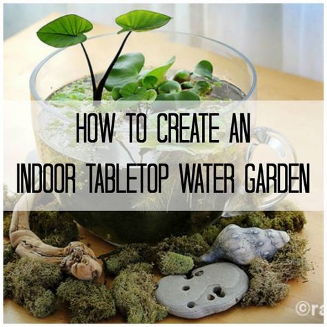 Make Your Own Stunning Indoor Tabletop Water Garden Growing Food Indoors, Indoor Vegetables, Indoor Water Garden, Jardim Diy, Diy Pond, Trendy Plants, Vertical Herb Garden, Indoor Vegetable Gardening, Garden Wallpaper