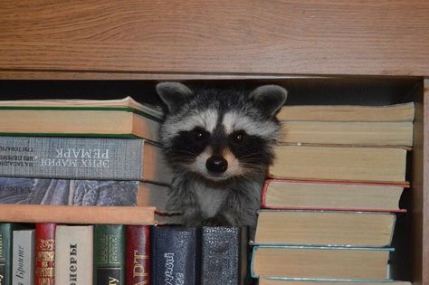 Cute Raccoon, Book Worm, The Library, Trending Topics, On Tumblr, Favorite Things, The Internet, Lost, Internet