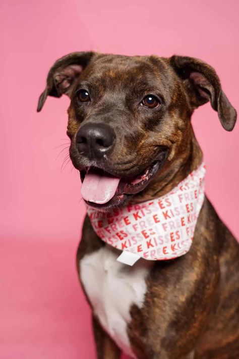 Shelter Dogs Dressed in Valentine's Day Photo Shoot St Hubert, Funky Sunglasses, Shelter Dog, Pink Backdrop, Valentines Day Photos, Cupids Arrow, Dog Valentines, Special Someone, Wild Woman