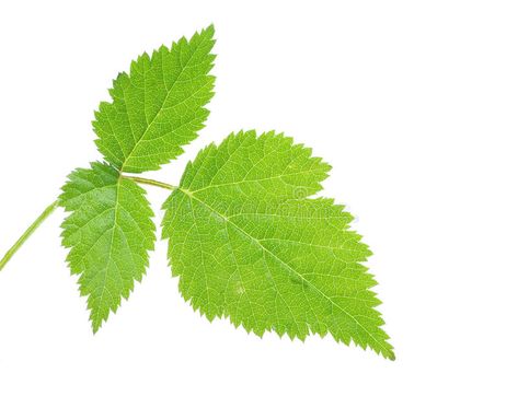 Strawberry leaves. The green leaf of wild strawberry on a white background it is #Sponsored , #affiliate, #PAID, #leaves, #leaf, #white, #green Strawberry Leaf, Strawberry Leaves, Wild Strawberry, Wild Strawberries, Leaves Vector, Green Leaf, Botanical Illustration, White Green, Green Leaves