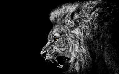 Roaring lion HD wallpaper Lion Hd Wallpaper, 천사와 악마, Gir Forest, Black And White Lion, Lion Wallpaper, Roaring Lion, White Lion, Black And White Wallpaper, Lion Of Judah