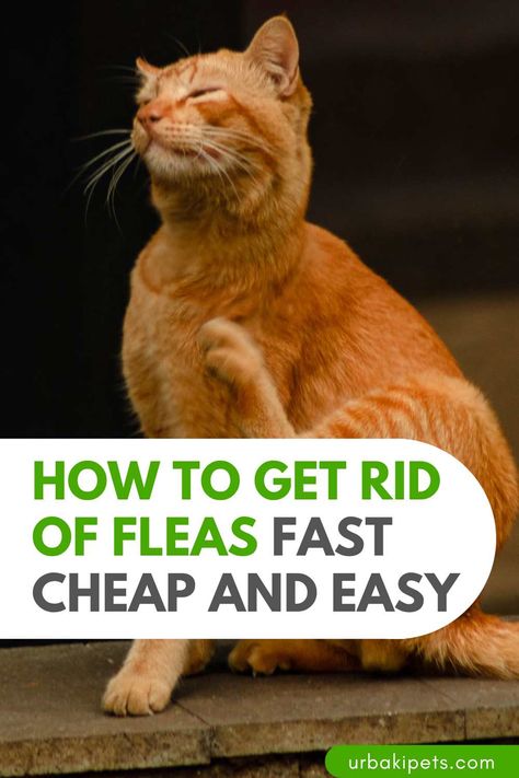 How To Get Rid Of Fleas Fast Cheap and Easy – Urbaki Pets Cat Fleas Get Rid Of, At Home Flea Remedy For Cats, How To Treat Fleas On Cats, Flea Control For Home, Flea And Tick Spray For Cats, Flees In House Get Rid Of, How To Get Rid Of Fleas On Cats Naturally, How To Get Rid Of Fleas On Kittens, Getting Rid Of Fleas On Cats