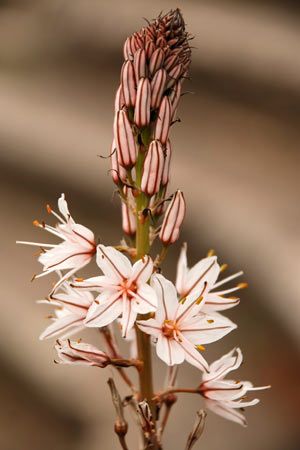 Asphodel.  "my regrets follow you..." Asphodel Flower Tattoo, Asphodel Aesthetic, Hades Crown, Asphodel Flower, Underworld Tattoo, Persephone Tattoo, Flower Poem, Flower Meanings, Hades And Persephone