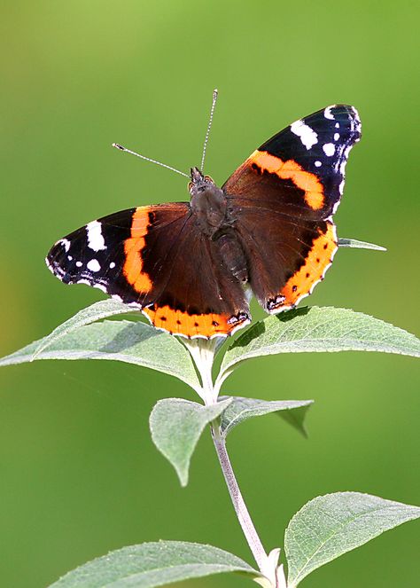 42. Red Admiral (Vanessa atalanta) Positive Pictures, Red Admiral Butterfly, Admiral Butterfly, Jean Art, Butterfly Tattoo Stencil, Cute Moth, Alexander Technique, Beautiful Wings, Beautiful Butterfly Photography