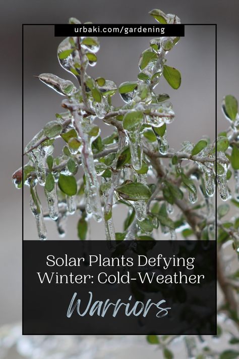 Don't let a northern climate hinder your dream of a stunning garden filled with resilient perennials. Discover the secret to thriving gardens in cold weather as we unveil solar plants that withstand the chill. Bid farewell to the disappointment of sun-loving perennials perishing during winter. Here, you'll uncover a range of heat-loving plants that also possess the remarkable ability to tolerate cold climates. Explore the concept of USDA hardiness zones and learn how to select the best plants! Holly Shrub, Solar Flower, Delphinium Flowers, Flowering Succulents, Mediterranean Plants, Plant Catalogs, Plant Labels, Plant Information, Hardy Perennials