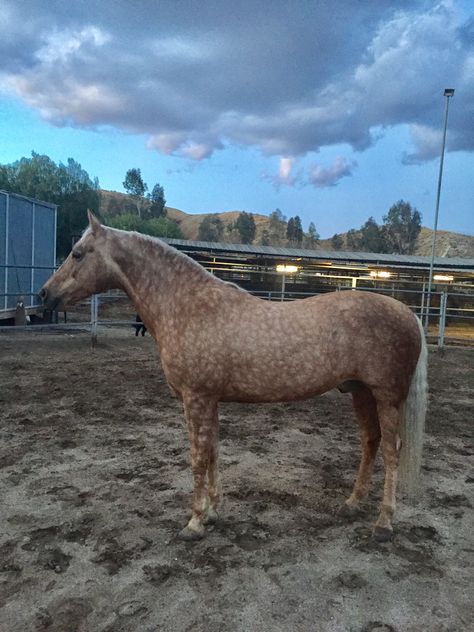 Palomino Horses, Horse Herd, Morgan Horses, Horse Markings, Palomino Horse, Morgan Horse, Horse Coats, Gorgeous Horses, Horse Pics