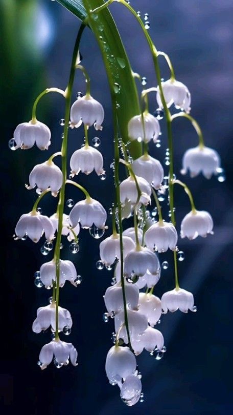 Tumblr Pretty Flowers Pictures, Lily Of The Valley Flowers, Valley Flowers, Nothing But Flowers, Flower Therapy, Dessin Adorable, Pretty Plants, Flower Phone Wallpaper, Beautiful Flowers Pictures