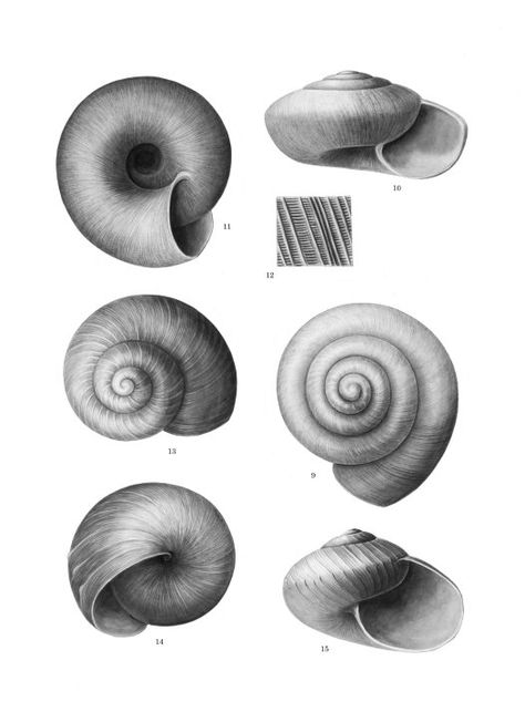 Winifred West worked as an artist at the Australian Museum between 1908 and 1912.  Believing that children should be taught in rural surroundings, she later founded girls' school Frensham in the NSW Southern Highlands. The original published version of one of West's drawings from Records of the Australian Museum in 1908 is here: http://australianmuseum.net.au/Uploads/Journals/16806/955_complete.pdf (see p.21 of the pdf) Snail House Drawing, Shell Drawings, Table Sketch, Shell Drawing, Teaching Drawing, Sea Tattoo, Gcse Art Sketchbook, Arts And Crafts House, Architecture Design Sketch