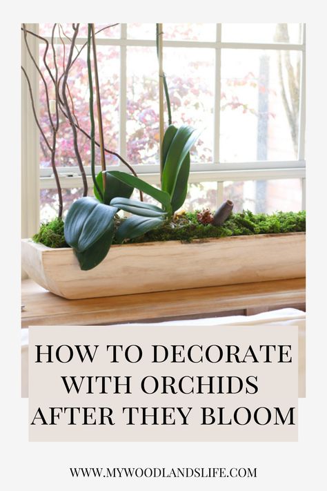 Orchid Bedroom Decor, Orchid Living Room, Creative Orchid Display, Orchid Ideas Decor, How To Display Orchids Inside, Orchid Shelf Ideas, Indoor Orchid Display, Orchid Planting Ideas, Orchid Display Ideas Indoor