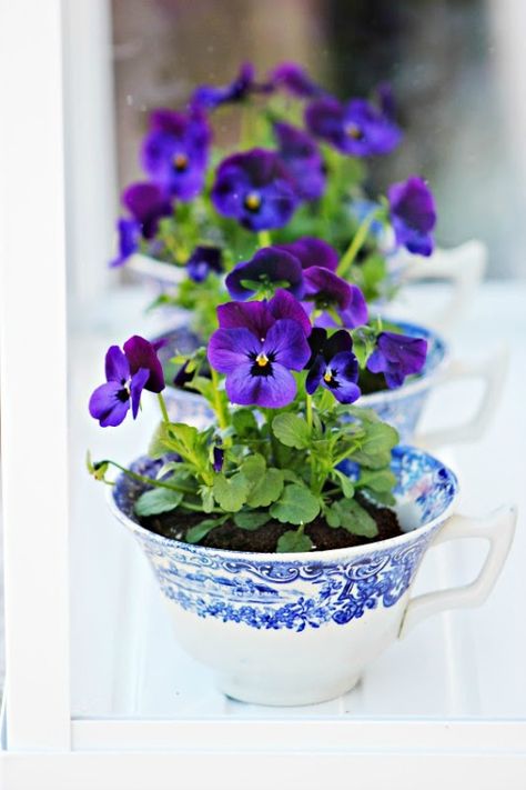 Diy Miniature Garden, Purple Pansies, Teacup Gardens, Fleurs Diy, Flower Cup, White Dishes, Deco Floral, Miniature Garden, Mini Garden