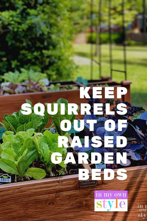 Protect Vegetable Garden, Protecting Garden From Squirrels, Raised Garden Beds Keep Animals Out, Squirrel Proof Garden Raised Beds, Protecting Vegetable Garden From Animals, Straw Mulch Vegetable Garden, Keep Animals Out Of Garden Vegetables, Protect Garden From Squirrels, Protecting Garden From Animals