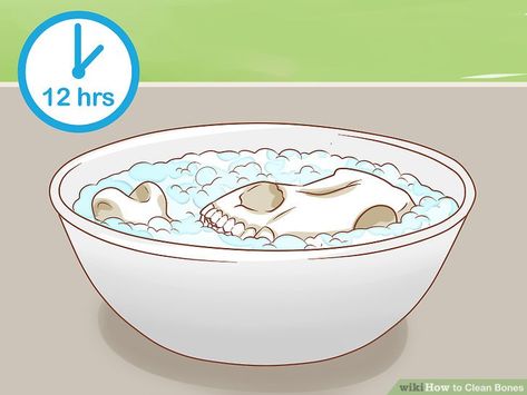 How To Clean And Preserve Animal Bones, Cleaning Animal Bones, Cleaning Animal Skulls, How To Clean Animal Skulls, How To Bleach Animal Bones, How To Clean Bones Animals, Where To Find Animal Bones, How To Clean Animal Bones, How To Clean A Cow Skull