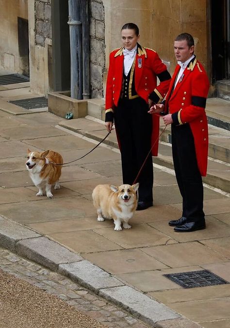 Queen Elizabeth Ii Wedding, Two Corgis, Ratu Elizabeth, Kate Middleton News, Dog Day Afternoon, Elisabeth Ii, Sarah Ferguson, Duchess Of York, Isabel Ii