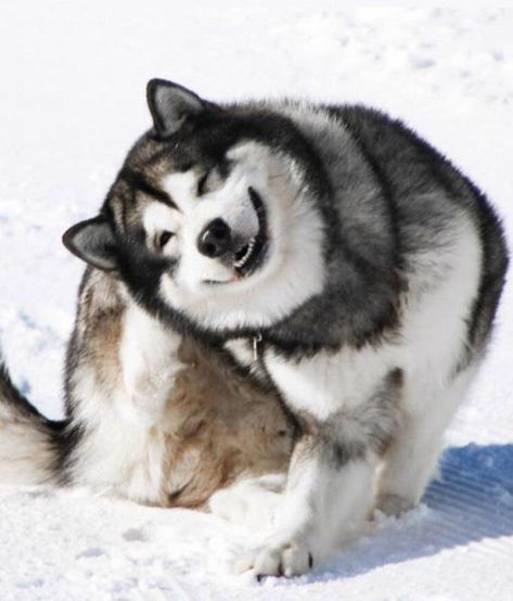 An Alaskan Malamute Having The Time Of His Life At Mt. Hermon, Israel Giant Alaskan Malamute, Caine Husky, Ras Anjing, Alaskan Malamute Puppies, Husky Breeds, Malamute Dog, Malamute Puppies, Best Dog Breeds, Cruise Outfits