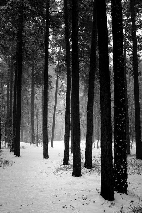 The Black Forest, Snow Forest, Mystical Forest, Snowy Forest, Winter Pictures, Winter Forest, Nature Crafts, Winter Aesthetic, Dark Forest