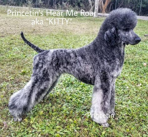 Brindle Poodle, Poodle Styles, Poodle Colors, Poodle Pattern, Poodle Haircut, Poodle Cuts, French Poodle, Poodle Grooming, Dog Haircuts