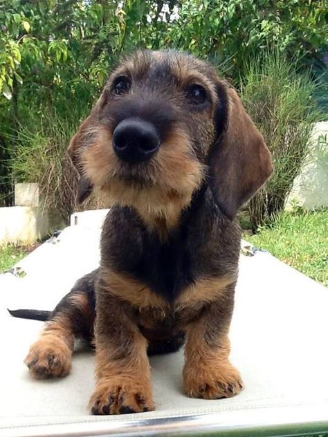 Precious wire-haired dachshund Dachshund Breed, Dachshund Funny, Clever Dog, Wire Haired Dachshund, Fox Terriers, Most Popular Dog Breeds, Weenie Dogs, Puppy Face, Dachshund Puppies