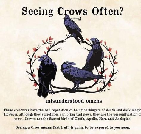 Crow Facts, Crow Spirit Animal, Spirit Animal Meaning, Animal Meanings, Animal Spirit Guides, Witch Tarot, Wiccan Magic, Witch Spirituality, Magic Spell Book