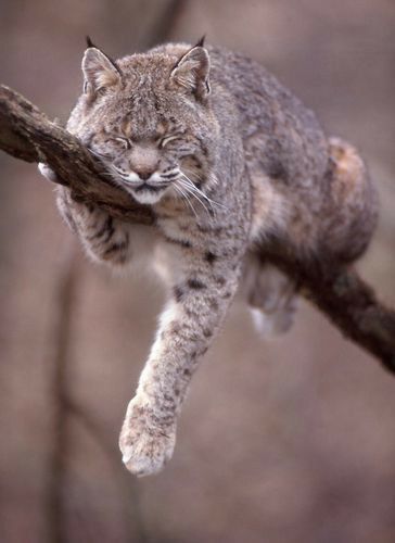 Small Wild Cats, Photography Composition, Majestic Animals, Wildlife Animals, Lynx, Harp, Beautiful Cats, 귀여운 동물, Big Cats