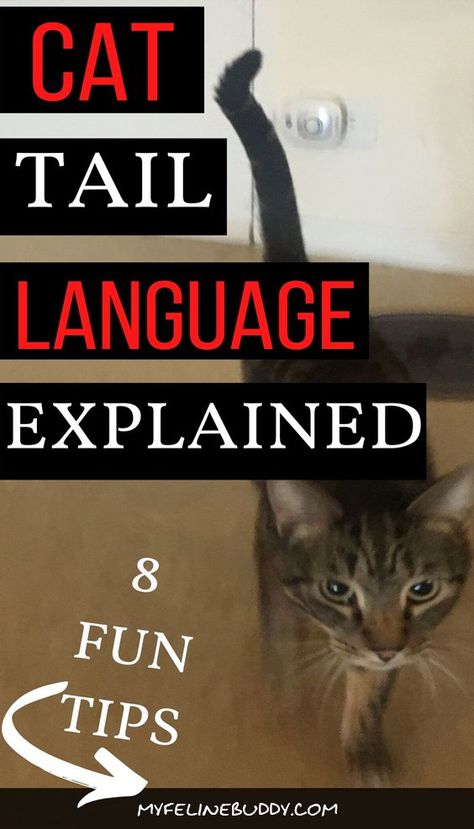 Looking for ways to understand cat tail meaning? These 8 tips are super simple ways to understand cat communication. Cats communicate with body language to describe how they are feeling. It's important to know if your cat is happy and comfortable in your home. This is the best way to decode cat tail language. These cat care tips will help you understand cat behavior and what your cat needs to be happy. #catbehaviorexplained #catcommunication #catcaretips #cattailmeaning #catlovers Cat Tail Meaning, Cat Tail Language, Bored Cat, Cat Communication, Cat Enrichment, Cat Ears And Tail, Cat Problems, Behavior Tips, Getting A Kitten