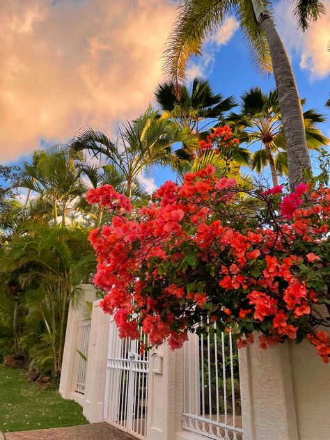 Tv Wall With Fireplace, Flowers Aesthetic Instagram, Tv Wall Design With Fireplace, Wall With Fireplace, Collage Decor, Fireplace Tv Wall Decor, Hawaii Flowers, Oahu Travel, Beachy Room