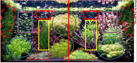 Some Rules for Dutch Style Aquascaping - A Quick Guide for Beginners Shallow Aquascape, Dutch Style Aquascape, Dutch Aquarium, Dutch Aquascape, Aquascape Design, Dutch Style, Nature Aquarium, Red Plants, Dish Garden