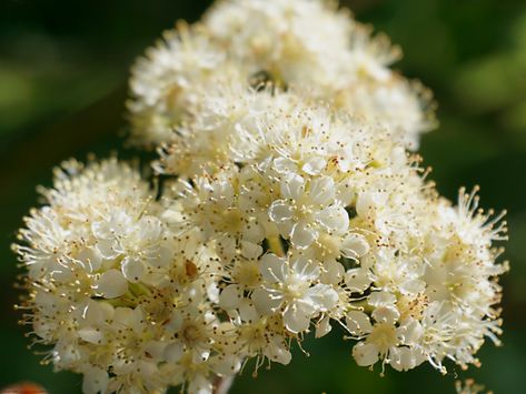 A flower from a mountain ash tree Mountain Ash Tree, Macro Pictures, Mountain Ash, Ash Tree, Dark Lord, Star Sign, Black Dog, Macro Photography, Star Signs