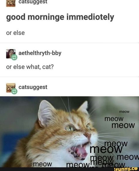 good morninge immediotely or else & aethelthryth-bby or else what, cat? % catsuggest – popular memes on the site iFunny.co Cat Tumblr, Friday Funnies, First Monday, What Cat, Meow Meow, What’s Going On, Crazy Cat Lady, Animal Memes, Tumblr Funny