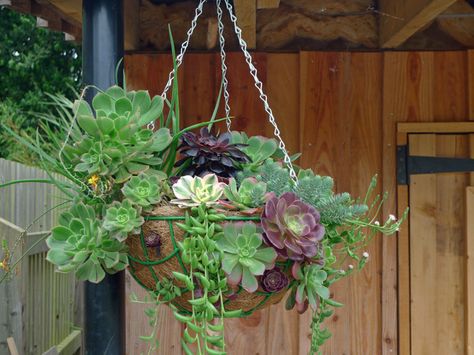 Succulents In Hanging Baskets, Organized Paperwork, Succulent Kitchen, Venetian Garden, Sedum Hanging Basket, Succulent Hanging Basket, Succulents Birdcage, Succulent Urn Planter, Succulents In Baskets