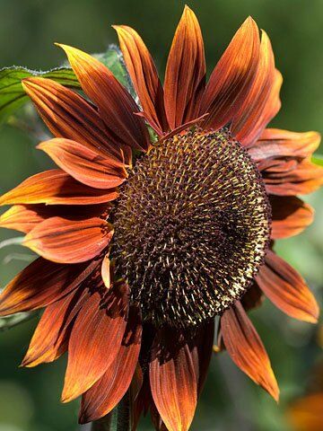 Chocolate Sunflower, Sunflowers And Daisies, Brown Flowers, Annual Flowers, Airbrush Art, Happy Flowers, Beautiful Blooms, Flower Field, Dream Garden