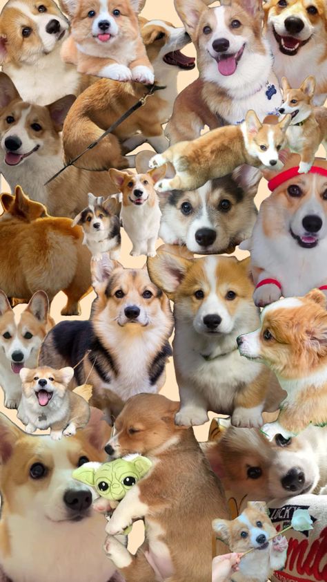 Christmas Corgi Wallpaper, Corgi Puppy Wallpaper, Corgi Aesthetic, Puppy Wallpaper Iphone, Future Manifestation, Corgi Wallpaper, Cute Corgi Puppy, Cutest Puppy Ever, Puppy Wallpaper