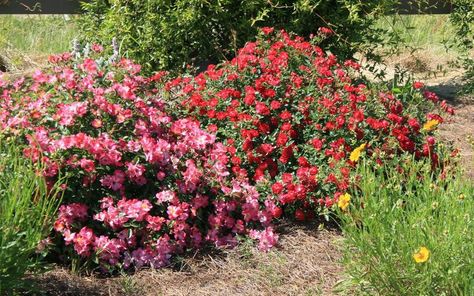 Pink and red Drift roses combine to make a colorful scene while remaining low and spreading, making them well-suited for a range of uses in the landscape. Drift Roses Front Yards, Drift Roses In Containers, Red Drift Roses Landscape, Vitex Tree, Pink Drift Rose, Red Drift Rose, Red Rose Landscape, Knock Out Roses, Planting A Garden