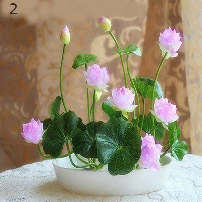 Lotus Flower Seeds, Tanaman Air, Flower Bonsai, Lotus Garden, Planter Garden, Mini Cat, Lily Garden, Plant Home, Bonsai Flower