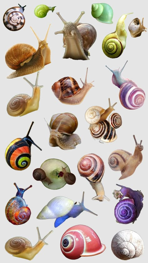 snail wallpaper Snail Reference Photo, Bug Drawings Simple, Snail Wallpaper Aesthetic, Snails Wallpaper, Snail Character Design, Snails Photography, Snail Drawings, Snail Aesthetic, Snail Wallpaper