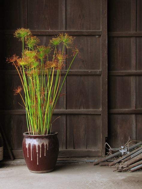 Papyrus Plant, Potted Gardens, Cyperus Papyrus, Decorating Garden, Garden Interior, Plant Garden, Garden Containers, Design Garden, Garden Designs