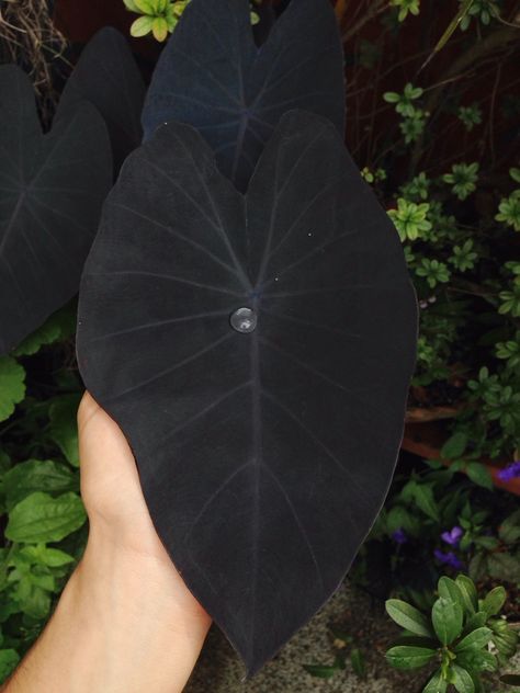 This black leaf of Colocasia Esculenta 'black magic' - Imgur Colocasia Esculenta, Goth Garden, Tanaman Pot, Tanaman Indoor, Gothic Garden, Black Garden, Garden Types, Pretty Plants, Black Flowers