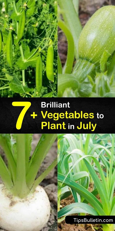 What Veggies To Plant In Fall, Fall Vegetable Garden, Fall Crops Vegetable Garden, Fall Vegetables To Plant In Zone 8, When To Plant Fall Vegetables, When To Plant Fall Vegetables Zone 7, Winter Sowing Vegetables Zone 6, Homestead Garden Layout, Fall Crops