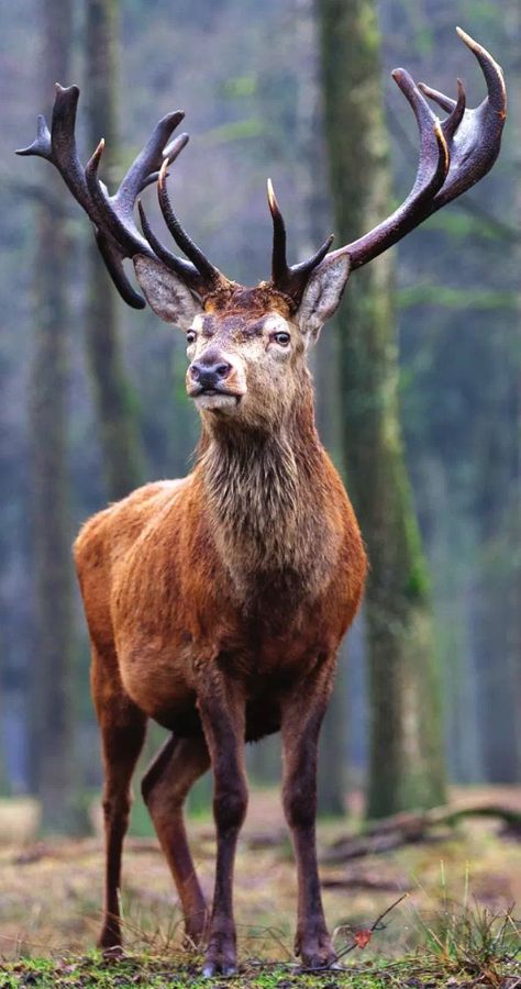 Red Deer Antlers, Lukisan Haiwan, Deer Reference, Deer With Antlers, Red Deer Stag, Deer Photography, Haiwan Comel, Deer Photos, Photo Animaliere