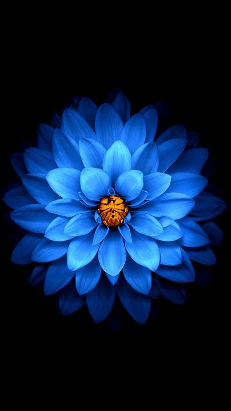 Blue Flower, Black Background, Wallpapers, Iphone, Yellow, Blue, Black