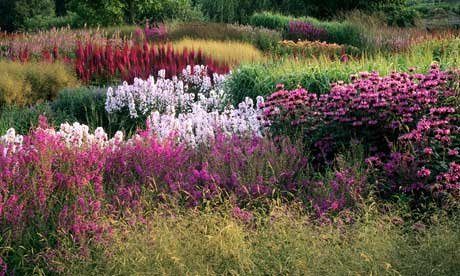 It's using a restricted palette of plants in large swaths that makes designer gardens look... well, designery. But have you got the self-restraint? Planting In Drifts Garden Design, Plant Drifts, Praire Gardens, Autumn Prairie, Field Garden, Prairie Planting, Piet Oudolf, Prairie Garden, Meadow Garden