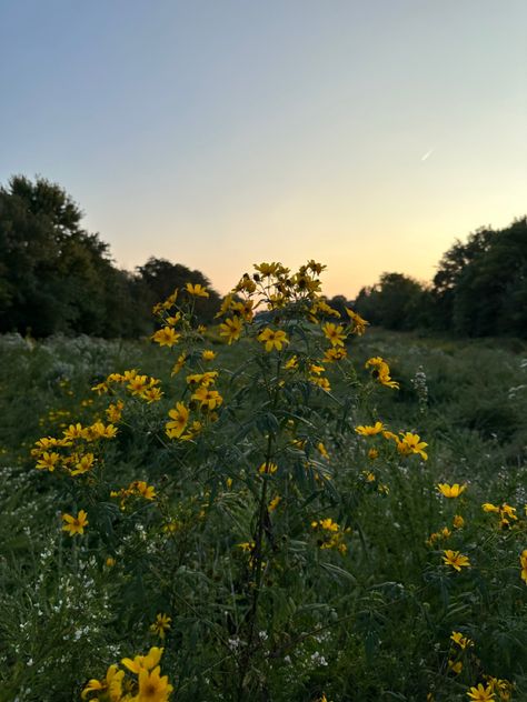 Yellow flowers at dusk | late summer vibes Late Summer Vibes, Summer Widgets, Last Day Of Summer, Late Summer, Yellow Flowers, Last Day, Summer Vibes, Yard, Yellow