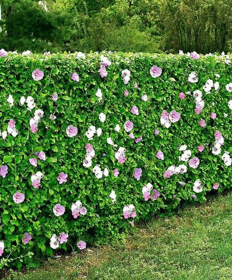 Hibiscus Hedge, Fast Growing Privacy Shrubs, Hedges Landscaping, Como Plantar Pitaya, Flower Hedge, Hibiscus Garden, Hibiscus Syriacus, Shrubs For Privacy, Hardy Hibiscus