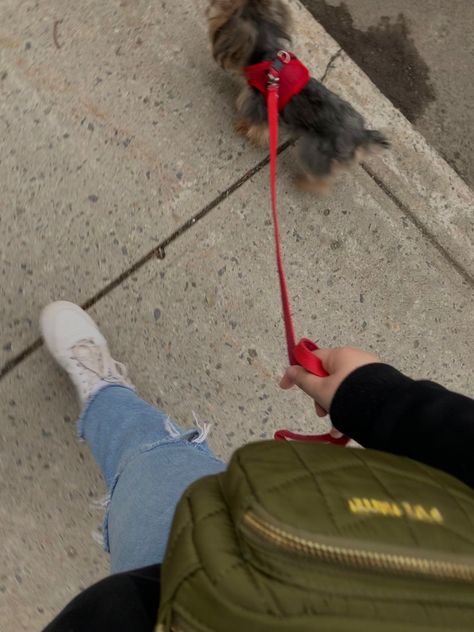 Cute Dog Walking Outfits, Walking Dogs Aesthetic, Yorkie Aesthetic, Dog Walking Aesthetic, 2024 Habits, Dogs Yorkie, Aesthetic Walking, Dog Walking Outfit, Puppy Life