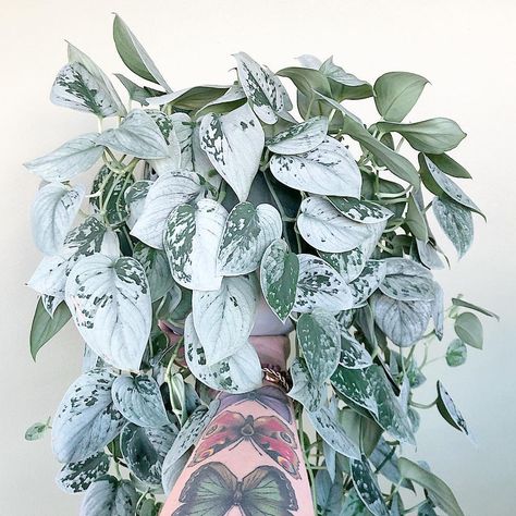 🌸𝓤𝓻𝓫𝓪𝓷𝓳𝓾𝓷𝓰𝓵𝓲𝓷𝓰🌸 on Instagram: “Who else needs more silver plants??? . Ann is such an easy plant to take care of. She’s kind of communicating with me by curling her leaves…” Silvery Ann Pothos, Silver Satin Pothos, Evergreen Climbing Plants, Euonymus Alatus, Satin Pothos, Plants House, Silver Plant, Plant In Pot, Inside Plants