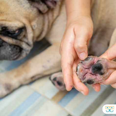 🐾🐾Excessive licking to your dog's feet could mean they are struggling with allergies or other skin related conditions. ! 🐾🐾Try your best to keep your dog's paws clean and dry and make an appointment with us so we can help relieve the irritating itch. 🐾🐾 Give us a call today at 734-453-0485 if your pet is struggling with excessive chewing, scratching! . .#doggyallergies #petallergies #apoquel #plymouthvetmi #cytopoint Vet Medicine, Paw Cleaner, Dog Itching, Pet Allergies, Try Your Best, Make An Appointment, Dog Paws, A Call, Allergies