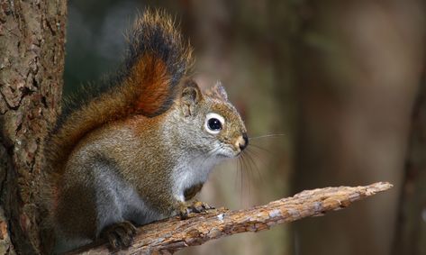 Can Pine Squirrels Change the Evolution of a Forest?  ||  Could the loud but small pine squirrel have an outsized impact on how Western U.S. forests look? https://blog.nature.org/science/2017/09/20/can-pine-squirrels-change-the-evolution-of-a-forest/?utm_campaign=crowdfire&utm_content=crowdfire&utm_medium=social&utm_source=pinterest American Marten, American Red Squirrel, Pine Marten, Squirrel Pictures, American Crow, Flying Squirrel, Red Tailed Hawk, Natural Selection, Great Horned Owl