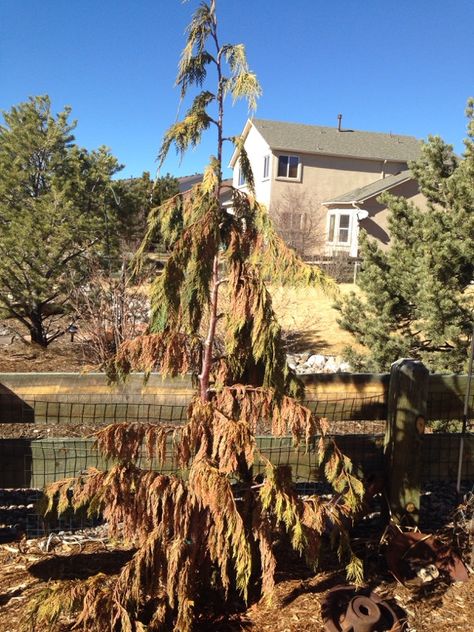 Weeping Cedar Problems - http://www.gardenanswers.com/trees/weeping-cedar-problems/ Weeping Alaskan Cedar Landscape, Green Arrow Weeping Alaskan Cedar, Weeping Alaskan Cedar, Weeping White Spruce, Weeping Cedar, Water Issues, Conifer Trees, Spruce Tree, White Cedar