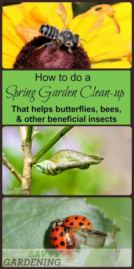 Spring garden clean up done RIGHT Spring Cleaning Yard, Gardening Party, Slugs In Garden, Tomatoes In Containers, Spring Clean Up, Companion Gardening, Food Safety Tips, Beginner Gardening, Edible Gardens