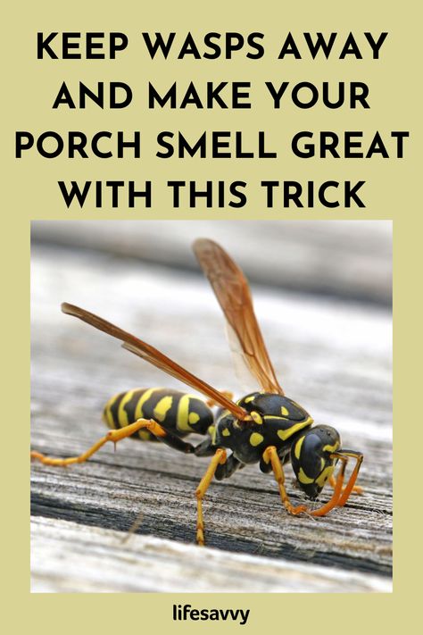 This Hack Can Deter Wasps (and Make Your Porch Smell Great) – LifeSavvy Bee Repellent, Homemade Bug Repellent, Wasp Repellent, Get Rid Of Wasps, Diy Bug Repellent, Diy Mosquito Repellent, Wasp Traps, Bug Spray Recipe, House Maintenance