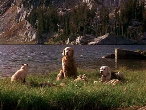 Homeward Bound: The Incredible Journey (1993) One of my favorite childhood movies! ❤️: Family Movie Ideas, Homeward Bound Movie, Bound Movie, Best Kid Movies, Live Action Disney, Oz Movie, The Incredible Journey, Kids Movies, Tv Dinner